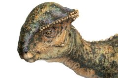 Stegoceras026