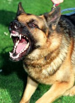 Guard dog,  Alsation, aggressive dog, Alsation guard dog barking and straining at the leash. Image shot 2010. Exact date unknown.