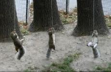 squirrels3