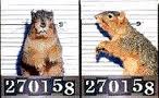 squirrels5