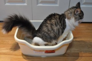 Cat in Litterbox