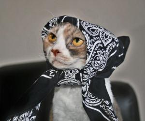 catbabushka_1