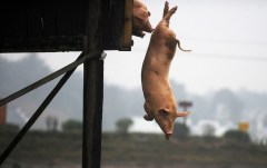 A pig dives into water in Ningxiang county