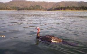 swimming turkey