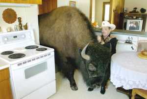 buffalo1