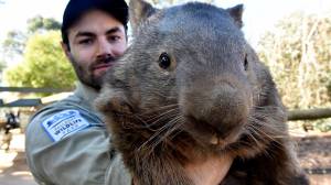 wombat3
