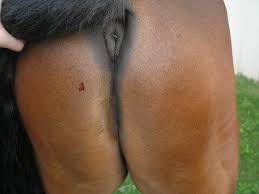 horseass2