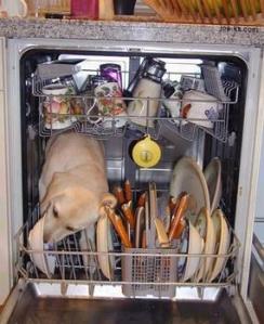 dogdishwasher