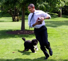 obamadog