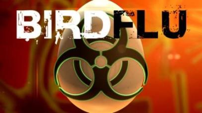 Bird+Flu6