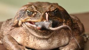 canetoad2