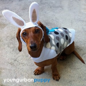 easter-bunny-costume-for-dogs-3