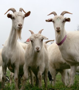 goats1