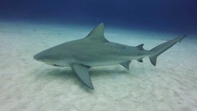 bullshark