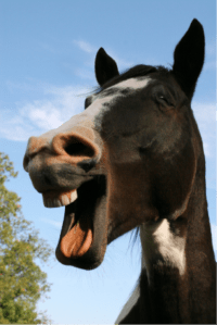 Horse-with-open-mouth