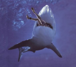 shark-attack1