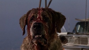 cujo2
