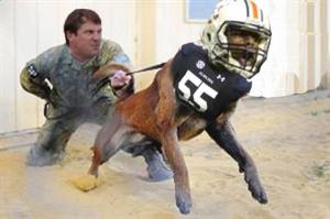 muschamp2