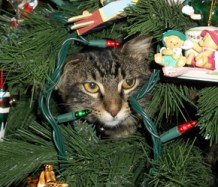 christmastreecat