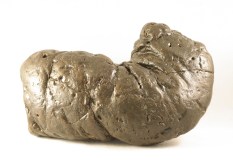 coprolite